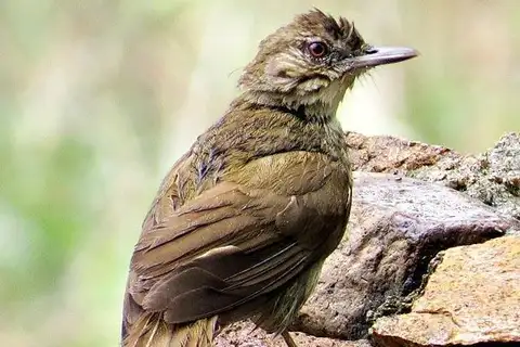 Terrestrial Brownbul