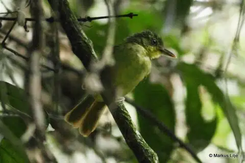 Xavier's Greenbul