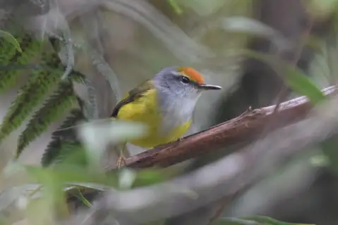 Mountain Tailorbird