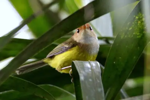 Rufous-headed Tailorbird