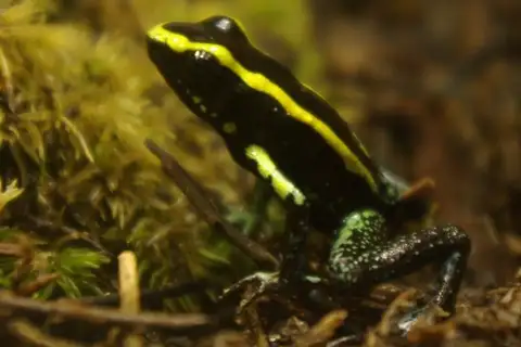 Kokoe Poison Frog