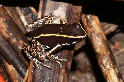 Striped Poison Dart Frog
