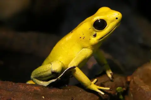 Golden Poison Dart Frog