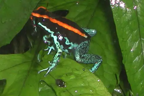 Golfo Dulce Poison Dart Frog