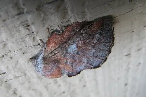 American Lappet Moth