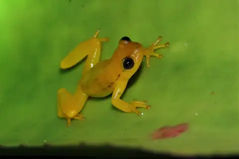 Mata do Catolé Heart-tongued Frog