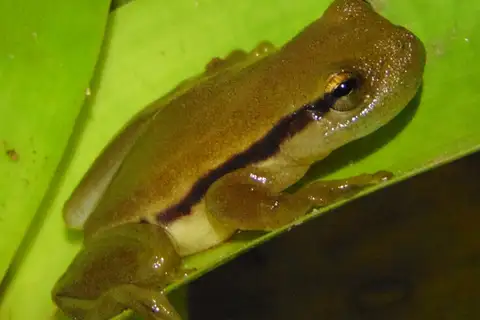 Brazilian Heart-tongued Frog