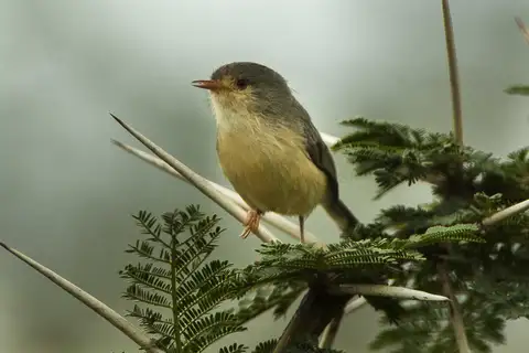 Buff-bellied Warbler
