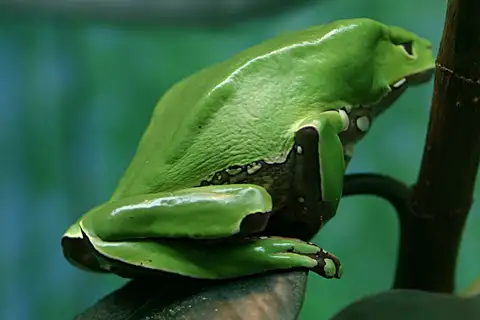 Waxy Monkey Treefrog