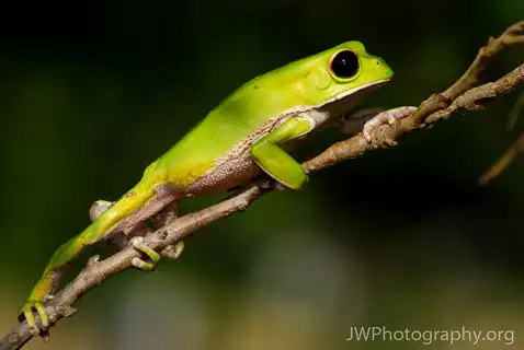 Red-rimmed Monkey Tree Frog