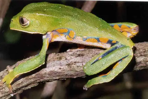 Brazilian Common Walking Leaf Frog