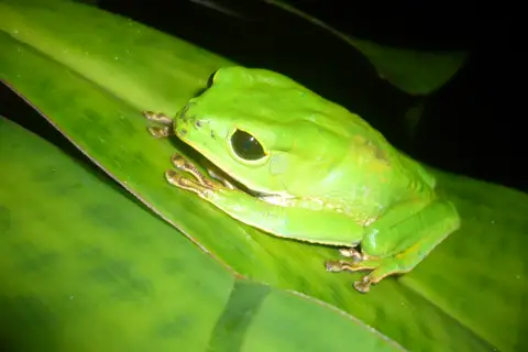 Black-eyed Monkey Frog