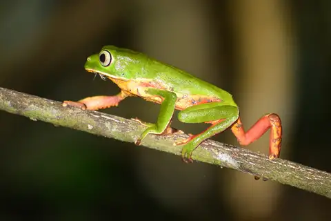 Sao Paulo Leaf Frog
