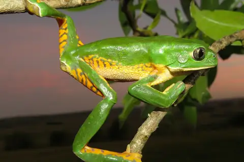 Southern Walking Leaf Frog