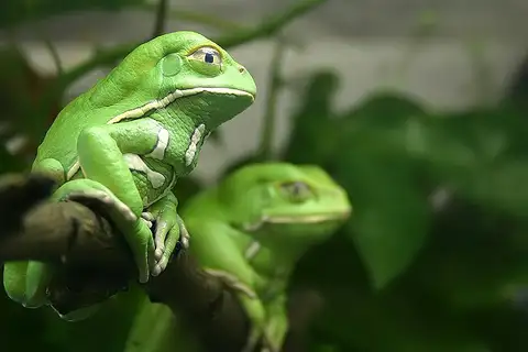 Waxy Monkey Tree Frog