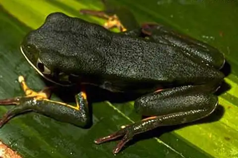 Hidden Walking Leaf Frog