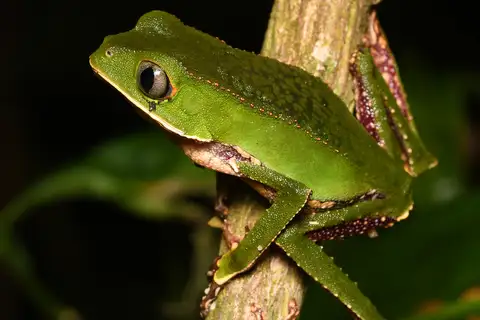 White-lined Leaf Frog