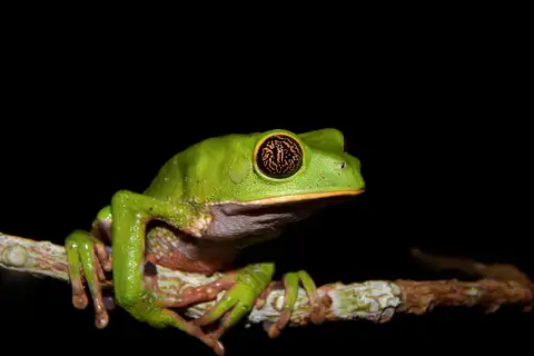 Lovely Leaf Frog