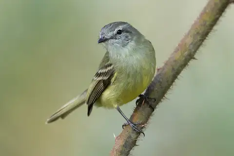 Planalto Tyrannulet