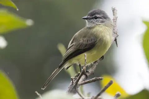 Sooty-headed Tyrannulet