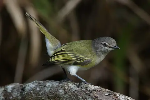 Grey-capped Tyrannulet