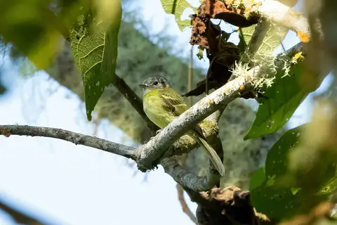 Plumbeous-crowned Tyrannulet