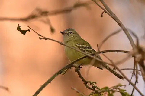 Reiser's Tyrannulet