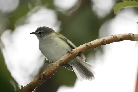 Sclater's Tyrannulet