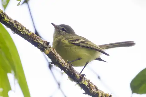 Urich's Tyrannulet