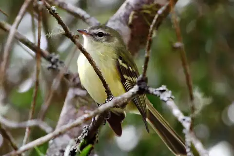 Greenish Tyrannulet
