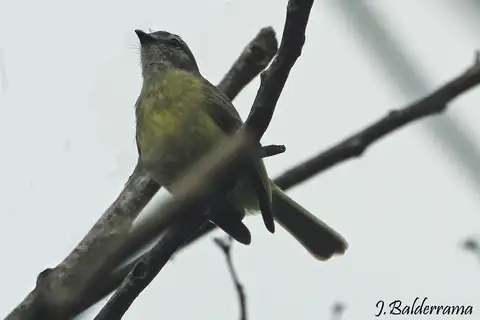 Yungas Tyrannulet