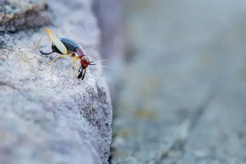 Red-headed Bush Cricket