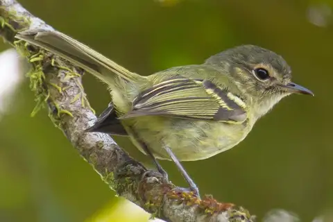 Bahia Tyrannulet