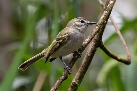 Alagoas Tyrannulet