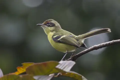Rufous-lored Tyrannulet
