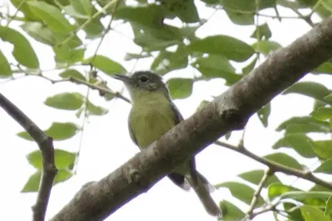 Panama Tyrannulet