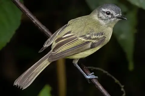 Ecuadorian Tyrannulet