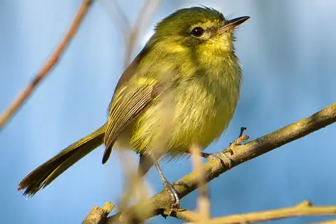 Restinga Tyrannulet