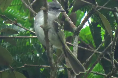 Black-fronted Tyrannulet