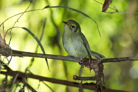 Oustalet's Tyrannulet