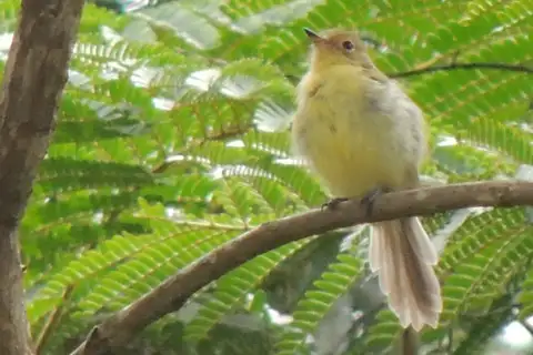 Minas Gerais Tyrannulet