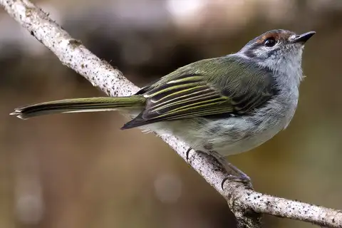 Rufous-browed Tyrannulet