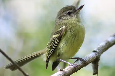 Mottle-cheeked Tyrannulet