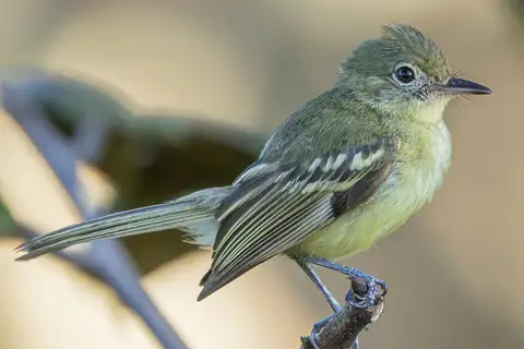 Olive-green Tyrannulet