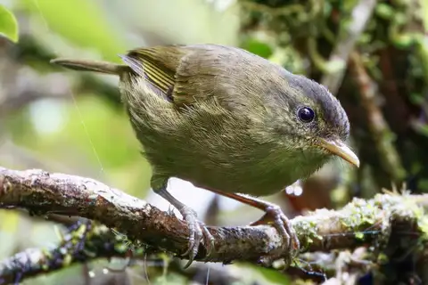 Kolombangara Leaf Warbler