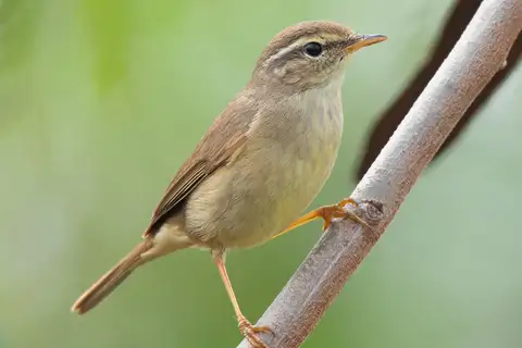 Yellow-streaked Warbler