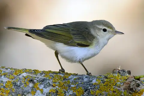 Western Bonelli's Warbler