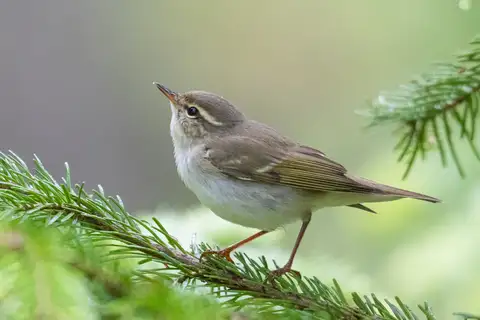 Arctic Warbler