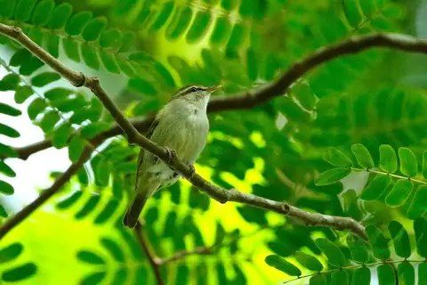 Uganda Woodland Warbler