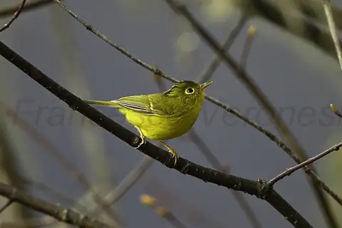 Green-crowned Warbler